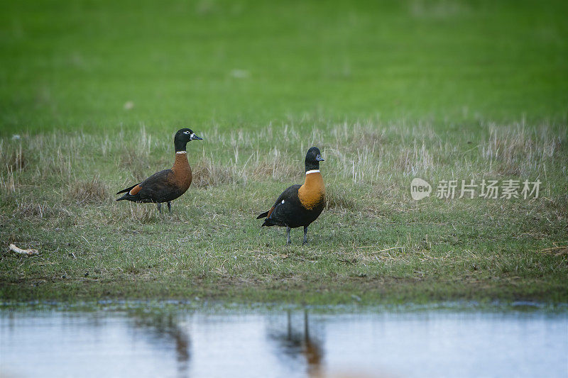 澳大利亚贝壳鸭(Tadorna tadornoides)